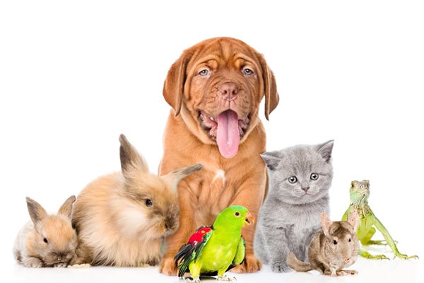 Pet & Animals